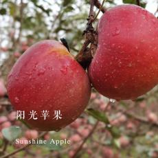 【直发】女神节特惠 中小果阳光苹果12枚（果径70-75）4...